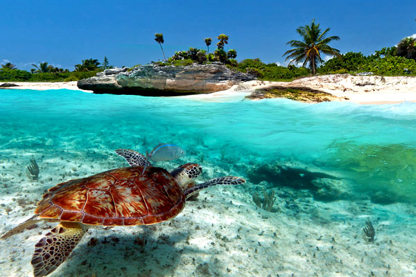 Nado con tortugas en las playas de cancun